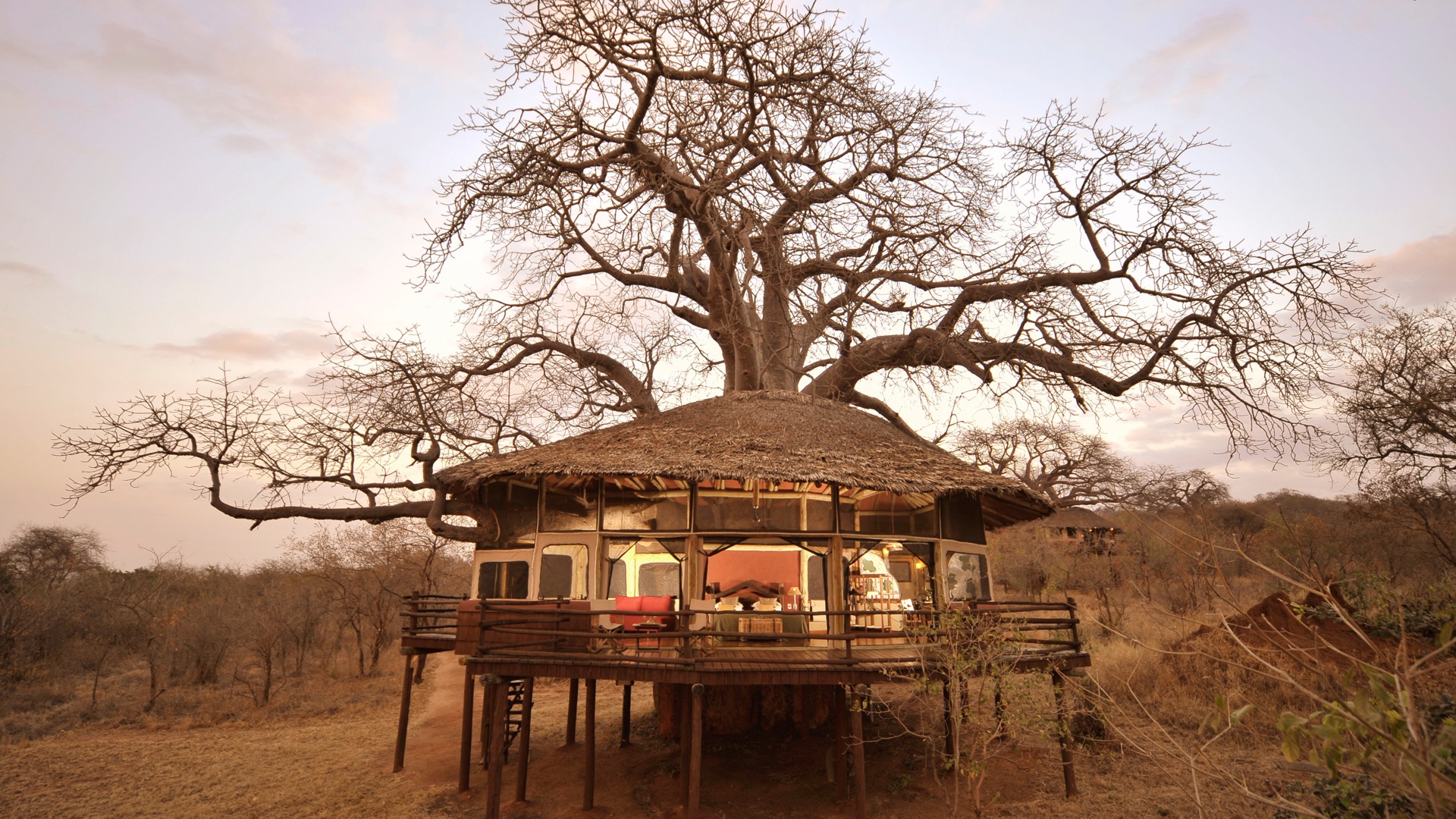 Raised tented accommodation among baobabs at Tarangire Treetops