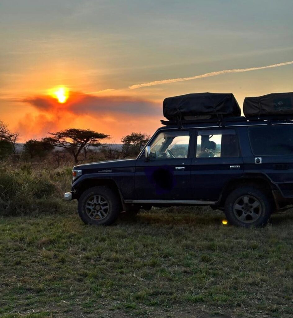 safari