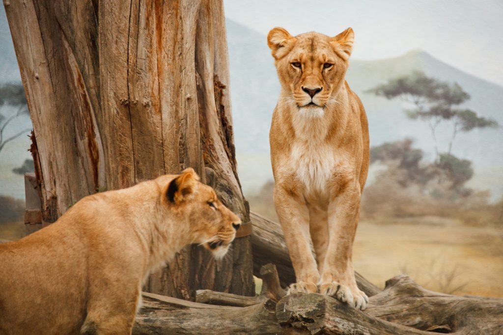 lions