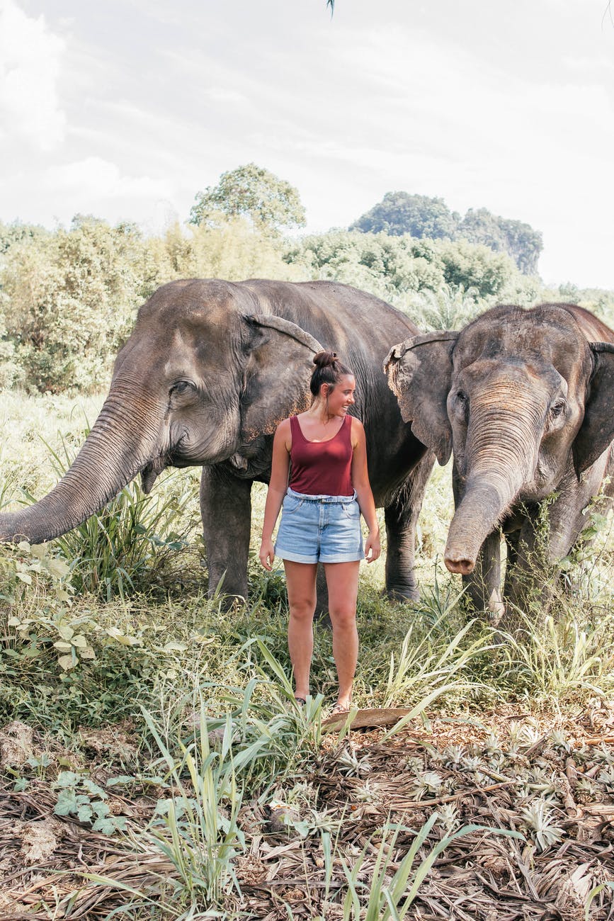 elephants