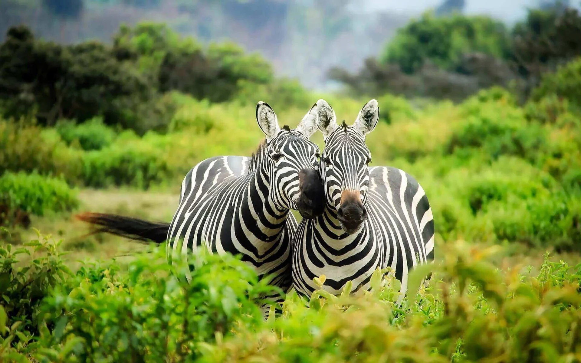 Game Drive