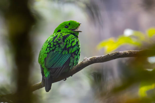 African Green Broadbill