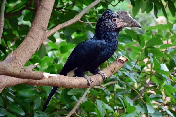 Black-and-white-casqued Hornbill