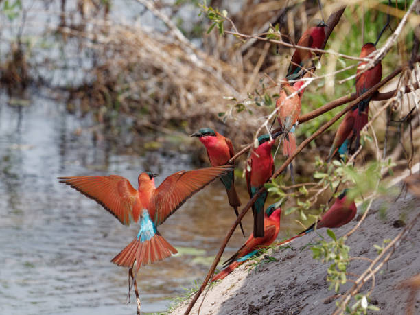 Carmine Bee-eater