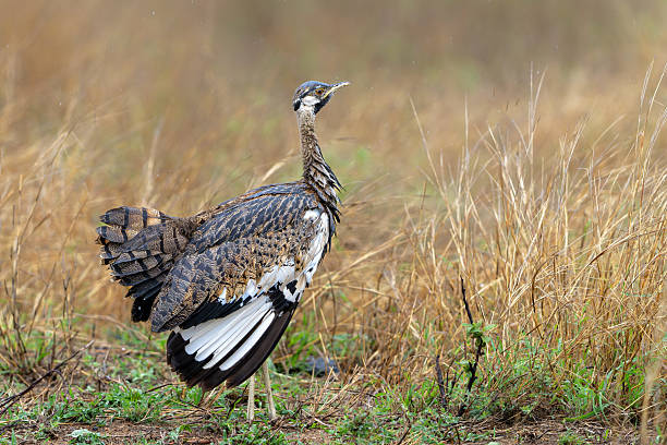 Black Bellied Bustard