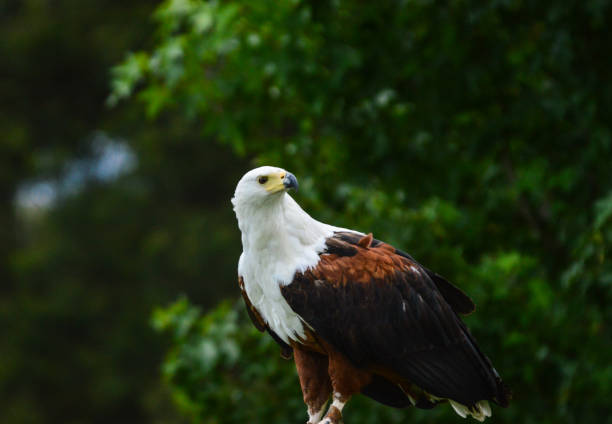 African Fish Eagle