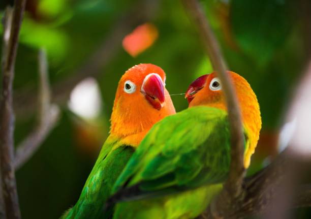 Fischer’s Lovebird