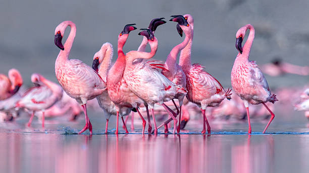 Lesser Flamingo