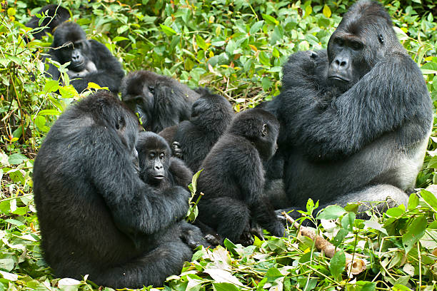 Uganda Gorilla Trekking Safari