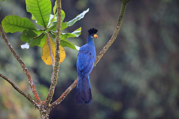 Great Blue Turaco