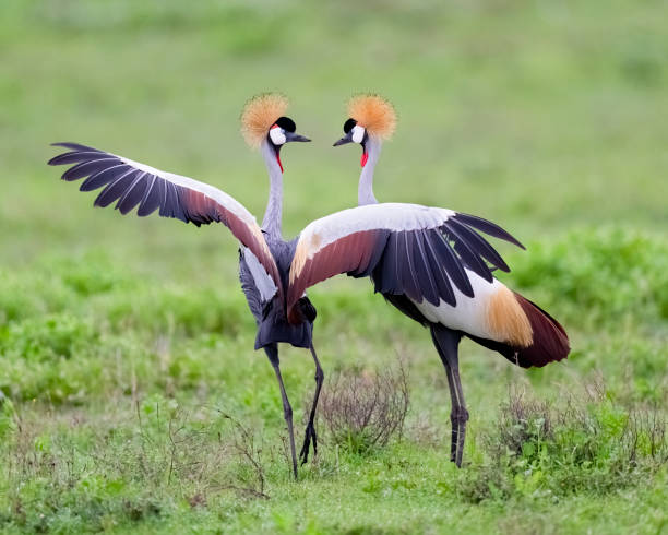 Grey Crowned Crane