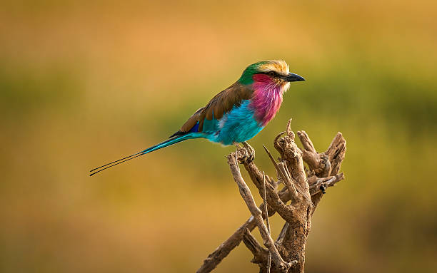 Lilac Breasted Roller