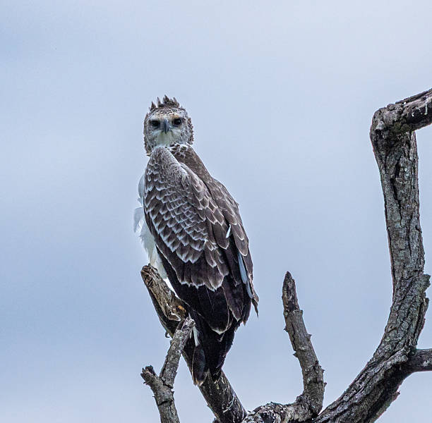 Martial Eagle