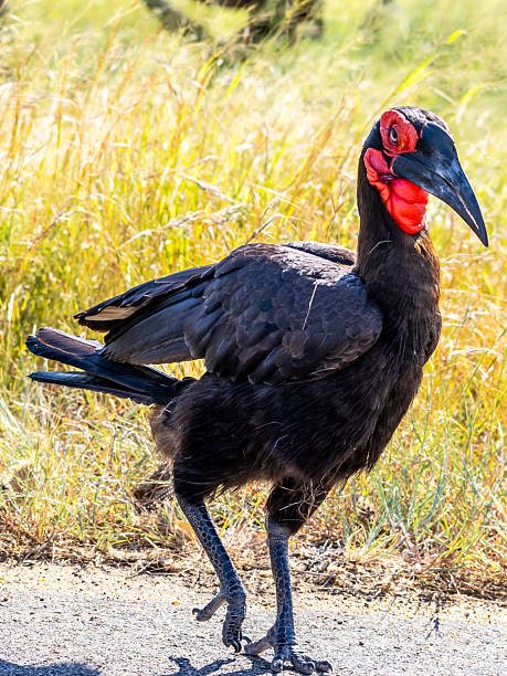 Southern Ground Hornbill